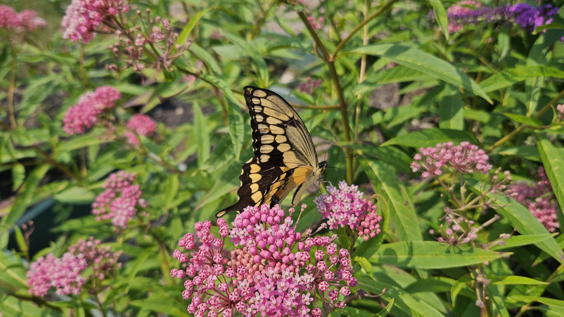 A black and yellow swallowtail butterfly feeds on clusters of pink milkweed flowers in a lush garden.