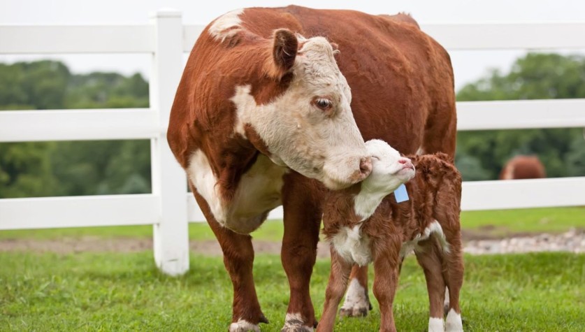 beef cow nuzzling calf