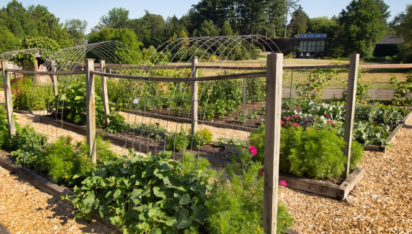 vegetable garden