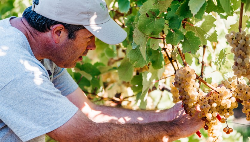 Hans Walters-Peterson examining a cluster of grapes