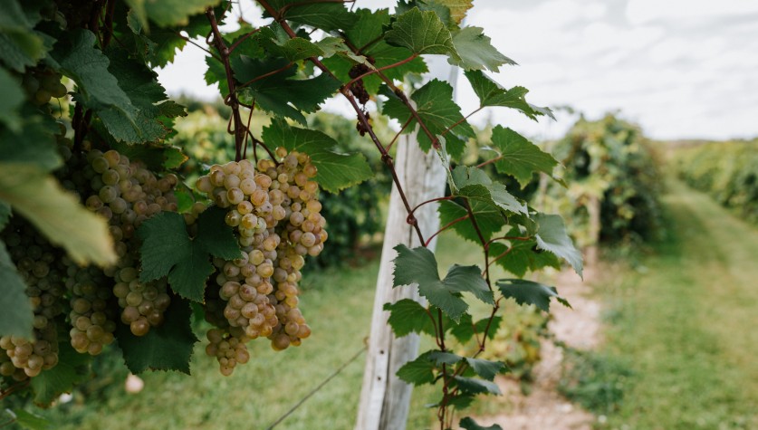 Grapes in a research vineyard.
