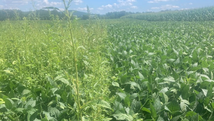 Field with pigweed in it.