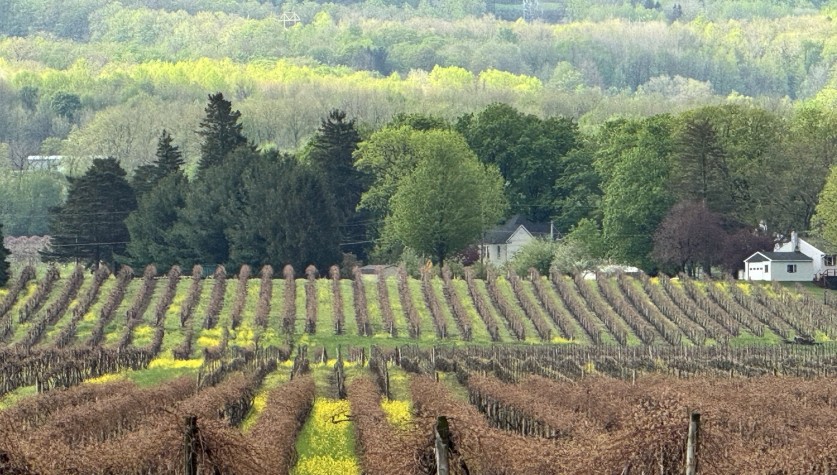 Vineyard in Spring- floral row middles