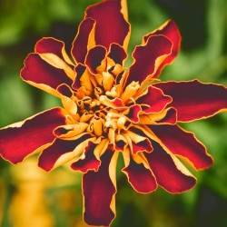 Plants in the Cornell Natural Dye Garden.