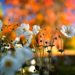 Flowers blooming in fall.