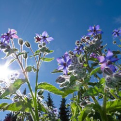 An image of a borage plant.