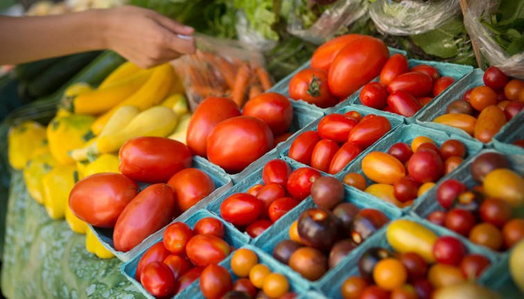 tomatoes, squash, carrots and zucchini in rows
