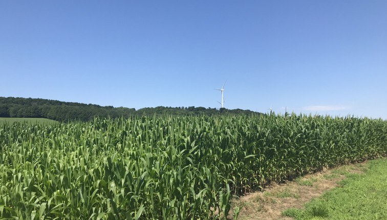 corn field with windtowers in the background