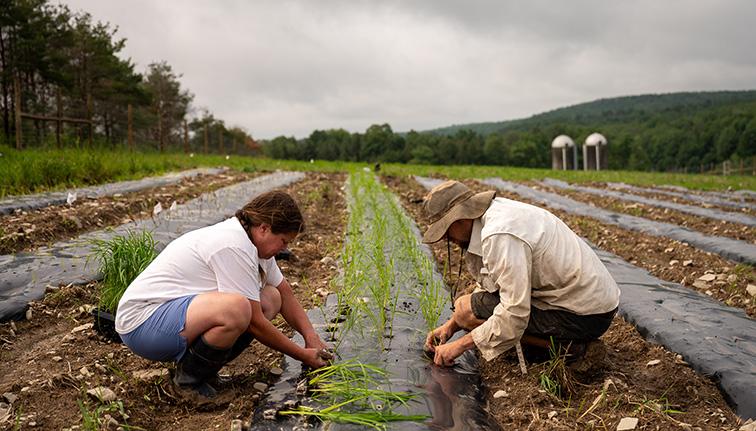 Two people planting a rice field. 