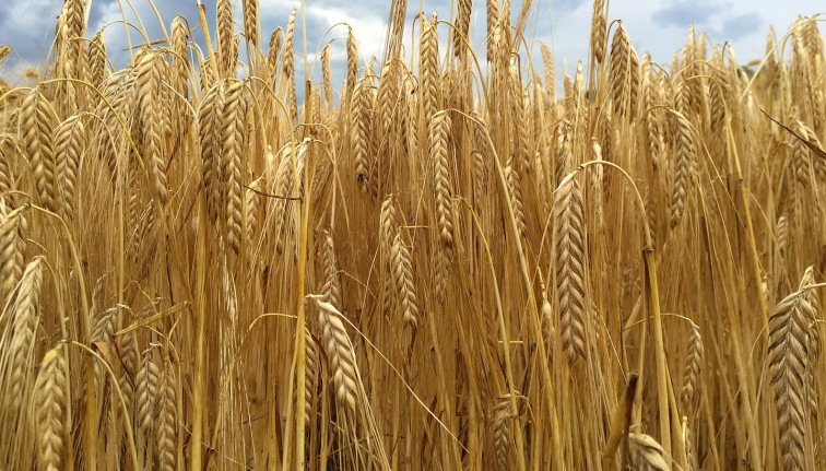 ripe lake effect barley