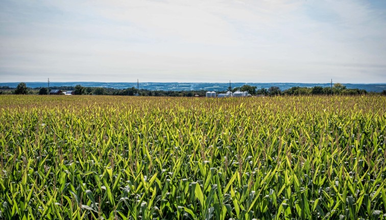 a corn field