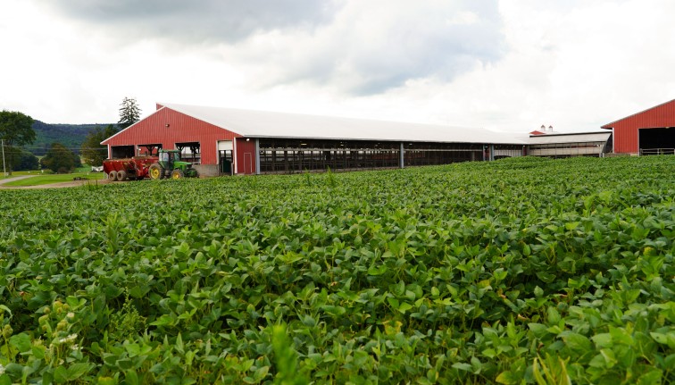 a soybean field with barns in the distance