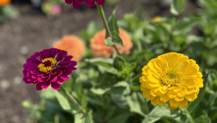 Purple and Yellow Flowers Growing Outside