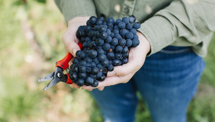 Grapes from our breeding program, led by assistant professor Maddy Oravec.
