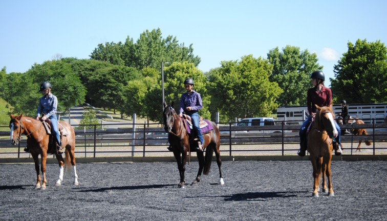 Horses lined up in arena at fair