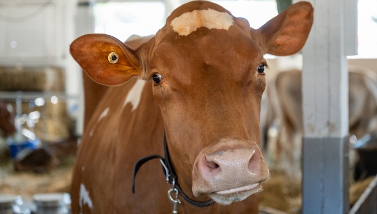 A brown cow in the barn at the county fair.