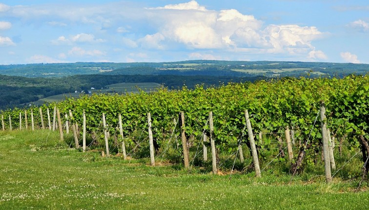 A vineyard in upstate New York.