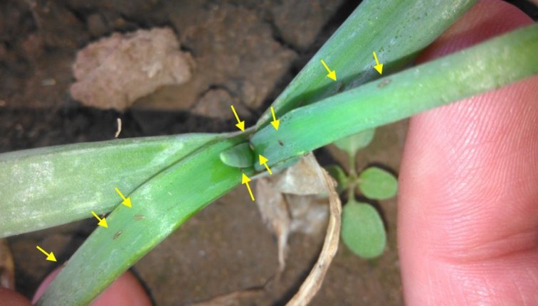 Close-up of the leaf axil of a 5-leaf onion plant that is spread open. Five tiny brown “wood sliver-like” thrips about 2 mm in length can be found along the leaves within the leaf axil.