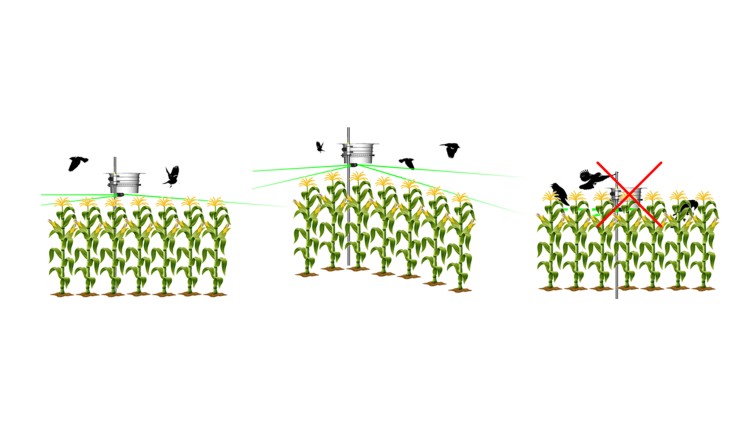 Three graphic sets, side-by-side, depicting placement of a laser scarecrow in a corn field. The right-most graphic has a red X over it indicating that too low of a placement of the laser scarecrow should not be used.