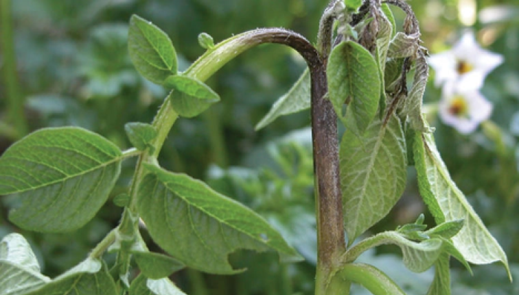 The top growing point of a potato plant is pictured and is brown and wilting as a result of late blight infection.