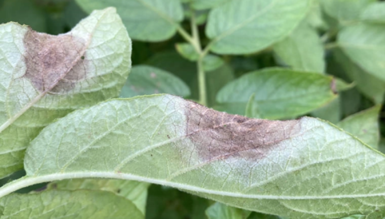 Two round brown spots can be seen on the back of two potato leaves surrounded by a halo of white spores.