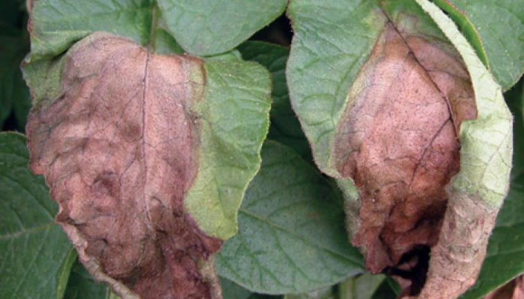 Two potato leaves both have large brown spots from the tip of the leaf up the center. Both leaves are curled as they are dried out.