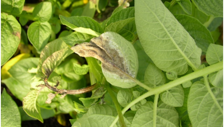 The underside of a potato leaf with a brown lesion and sporulation.
