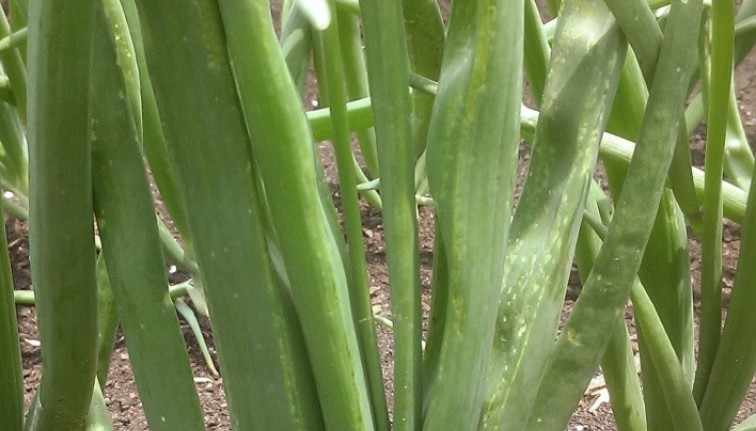 Side view of an onion plant. Pale green dashes from thrips feeding creates a streaked look to the leaves.