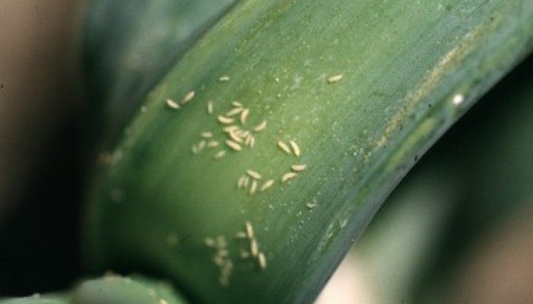 Close-up of onion leaf axil zooming in on about 30 tiny 0.5 to 1.2 mm in length light yellow slender thrips in a cluster.