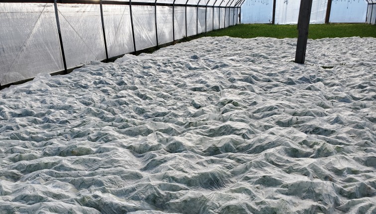 Thin white row cover fabric over cover crops within a high tunnel.
