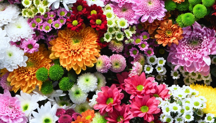 beautiful flowers