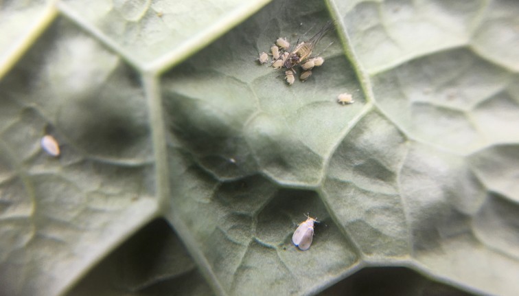 Zoomed in image of a kale leaf underside, with a cluster of green-gray aphids, including one winged adult aphid, and an adult whitefly, similar in appearance to a very small white moth with gray spots on each wing. 