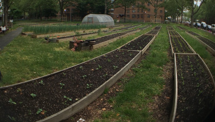 An urban farm: several long rows of wood-sided raised soil beds with residential buildings, trees, and a hoophouse in the background. Most of the beds are newly planted with rows of seedlings. The image is warped through a fisheye lens.