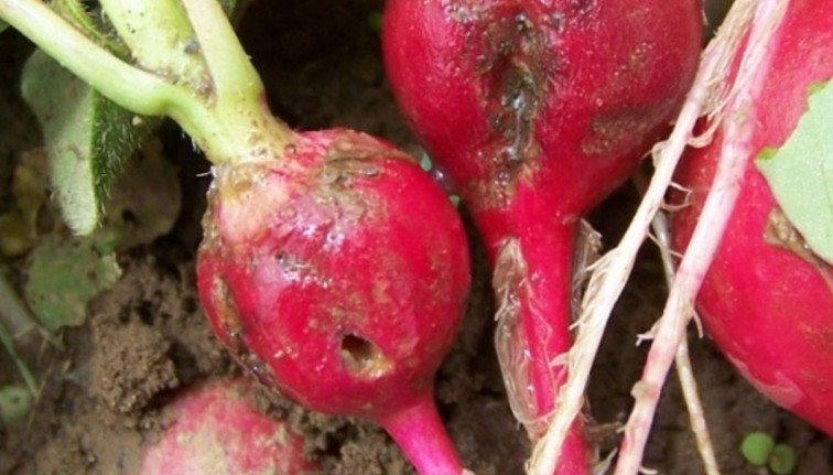 Close-up of two radishes that have brown corky scarring and a hole in them. 