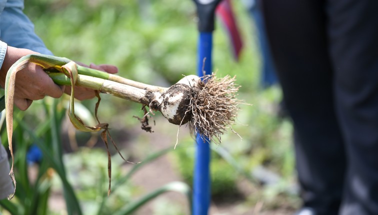 Two freshly pulled garlic plants with their bulbs side by side.