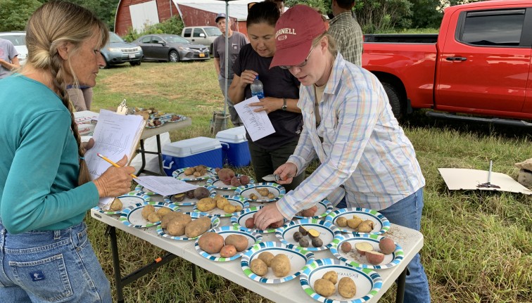A woman stands behind a table set up outdoors with many disposable plants on it, each containing a different variety of fresh market potatoes.