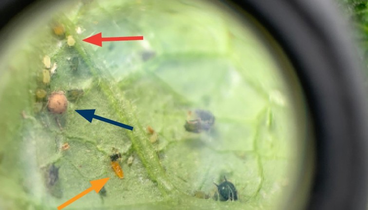 Orange colored larva, tan colored mummified aphids, and green aphids seen on a leaf under a hand lens.