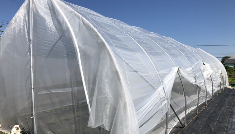 Caterpillar tunnel cover with plastic rolled up to show insect exclusion netting underneath.