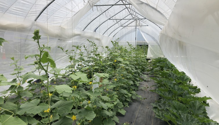 Inside caterpillar tunnel with cucumber plants flowering and frames of bees.