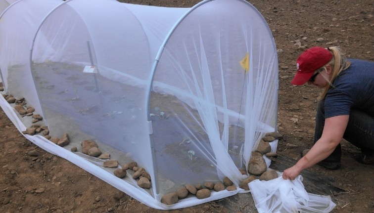 A section of 4-ft x 4-ft low tunnel covered with white netting. A row of small rocks is holding the netting to the ground.