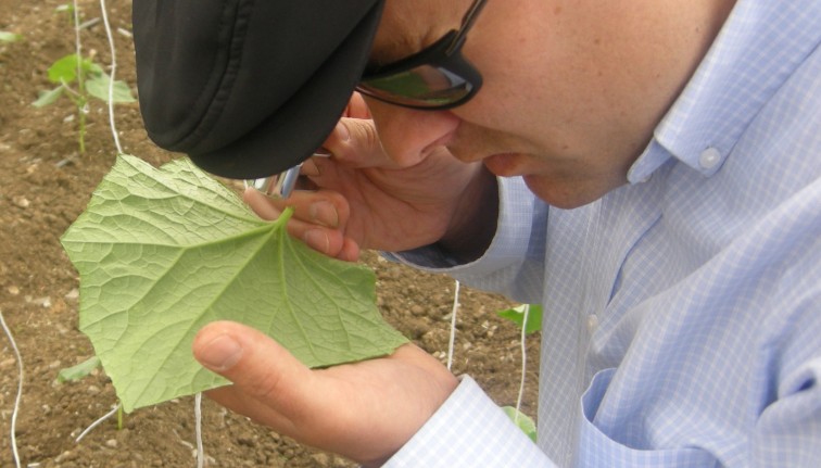 A man in a black hat and sunglasses is looking closely at the underside of a greenhouse cucumber leaf using a hand lens.