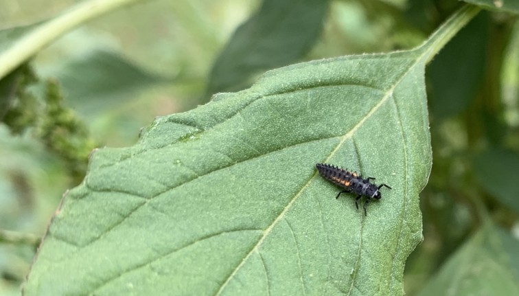 Lady beetle larva on leaf.
