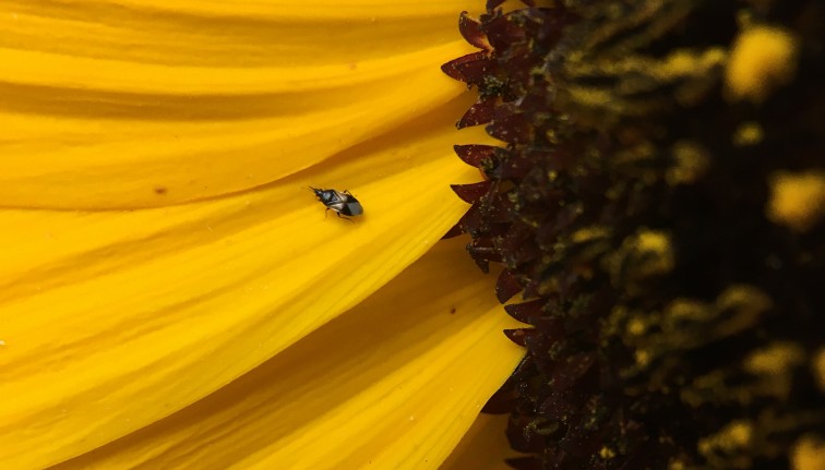 Minute pirate bug adult on a yellow flower.