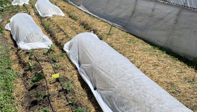 Eight crop plots in demonstration trial, four with row cover and four without row cover.