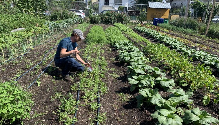 A man crouched down along rows of crops on an urban farm. He is taking a soil sample.