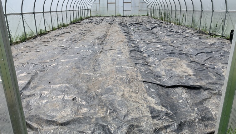 Black plastic tarps completely cover over a cover crop in a high tunnel.