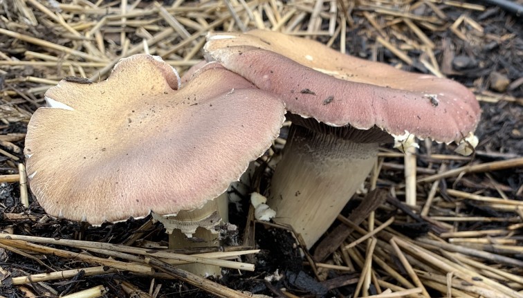 Red and white mushrooms growing on top of straw and soil.
