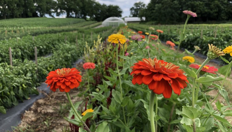 Zinnias growing between rows of vegetables with a high tunnel in background.