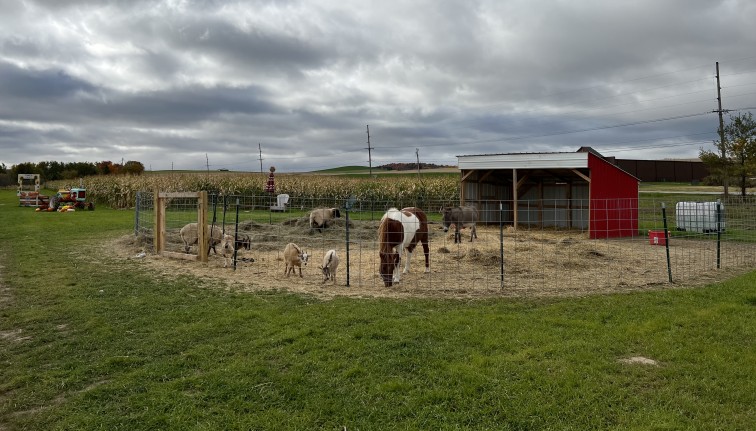 A small petting zoo area fenced off on a farm. Field corn can be seen behind the animal enclosure.