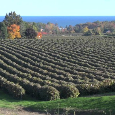 Vineyard with lake Erie view